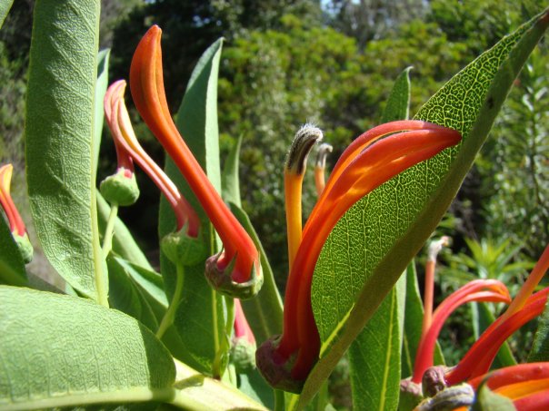 Flora de la Quebrada de Córdoba