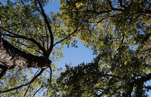 Reserva nacional Loncha en verano , Alhué.