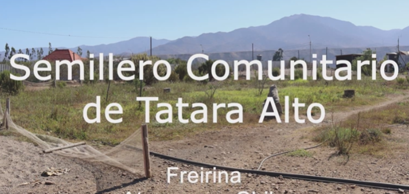 Semillero Comunitario de Tatara Alto - Freirina