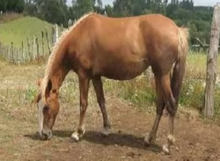 Recorriendo el sector de Huilío Barros Arana 