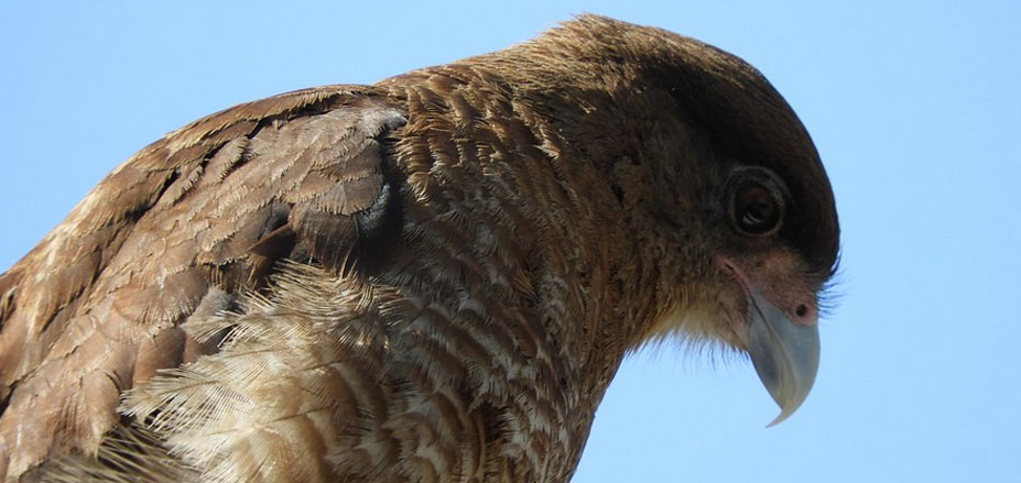 Recorrido por la Reserva Natural Punta Curiñanco: Su patrimonio natural, sus paisajes en Valdivia, Región de Los Ríos