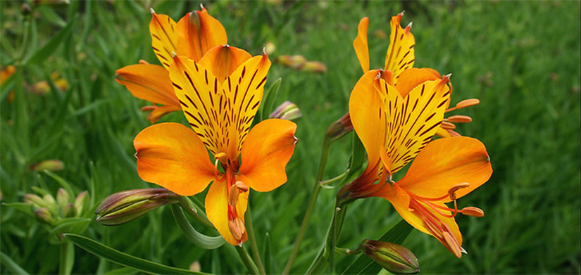 Alstroemeria aurea. 